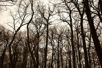 Image showing Bare trees