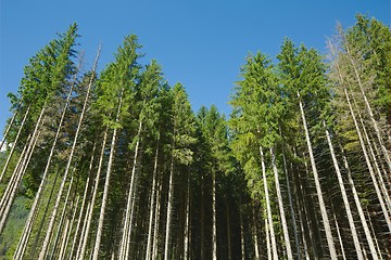 Image showing Forest