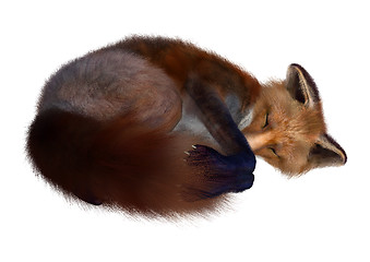 Image showing Red Fox