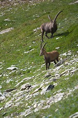 Image showing Alpine Ibex