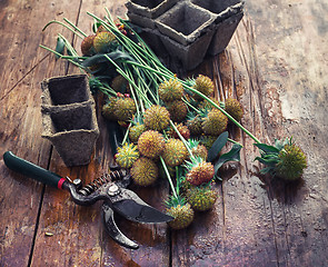 Image showing Cut autumn plants