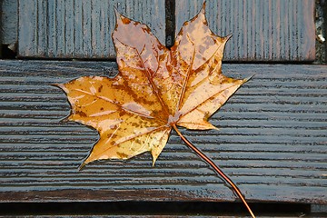 Image showing Fallen Leaf