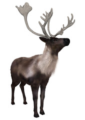 Image showing Caribou