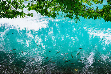 Image showing Clear water of Plitvice Lakes, Croatia