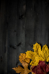 Image showing Wood autumn background