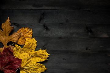 Image showing Wood autumn background