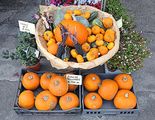 Image showing Halloween Pumpkins