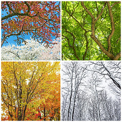 Image showing Trees in spring, summer, autumn and winter