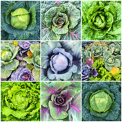 Image showing Leaf vegetables, cabbage and lettuce collage