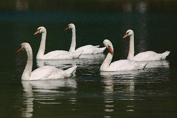 Image showing Swans on a lake