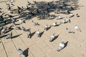 Image showing doves in the city