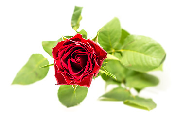 Image showing Red rose on white