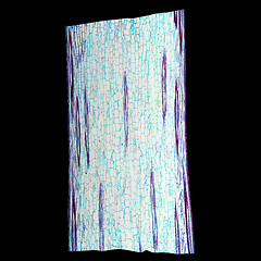 Image showing Corn stem micrograph