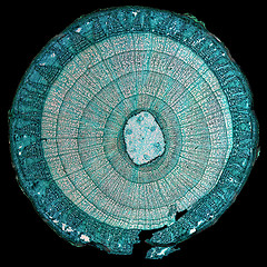 Image showing Tilia stem micrograph