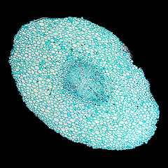 Image showing Vicia faba root micrograph