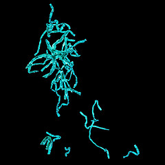 Image showing Spirogyra micrograph