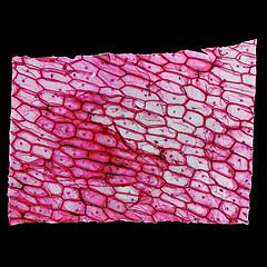 Image showing Onion epidermus micrograph