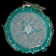 Image showing Pine Wood micrograph