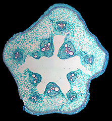 Image showing Cucurbita stem micrograph