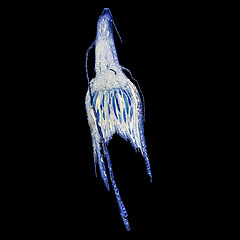 Image showing Moss protonemata micrograph