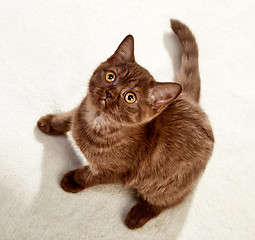 Image showing kitten sitting and looking up