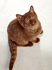 Image showing kitten sitting and looking up