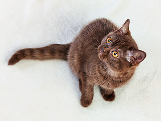 Image showing kitten sitting and looking up