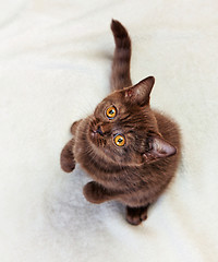 Image showing kitten sitting and looking up