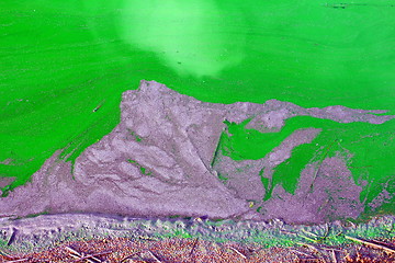 Image showing Lake with a dense bloom of green algae.