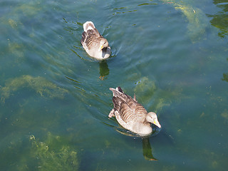 Image showing Duck bird