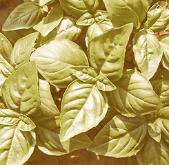 Image showing Retro looking Basil picture