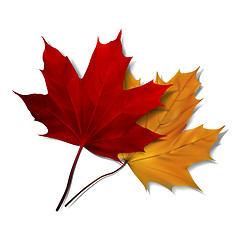 Image showing Realistic red maple leaf 