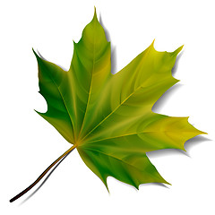 Image showing Green maple leaf isolated on white background. 