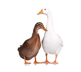 Image showing Duck and goose