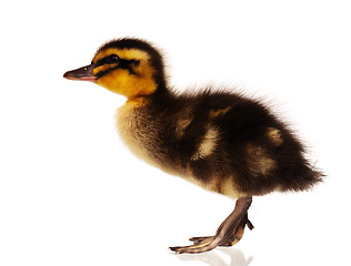 Image showing Domestic duckling