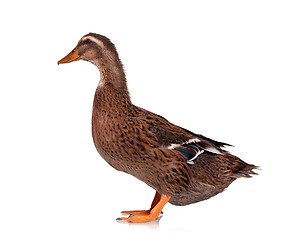 Image showing Domestic duck