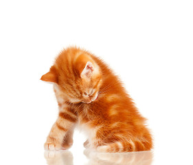 Image showing Red kitten