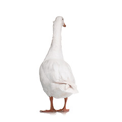 Image showing Domestic goose