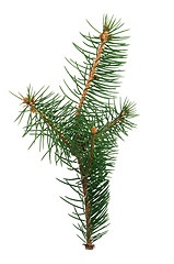 Image showing Fir branch