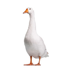 Image showing Domestic goose