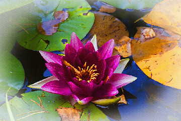 Image showing water lily