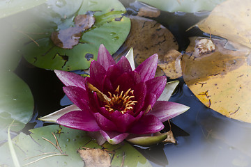 Image showing red water lily