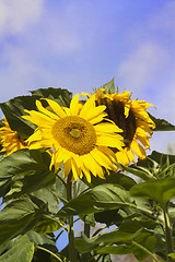 Image showing sunflower