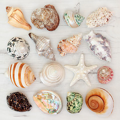 Image showing Sea Shell Beauties