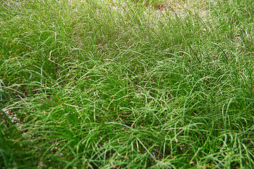 Image showing Grass