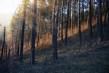 Image showing European forest