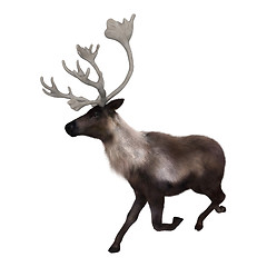 Image showing Caribou