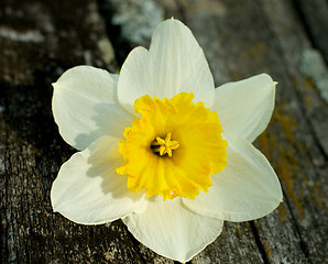 Image showing Daffodil