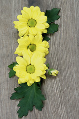 Image showing Yellow Chrysanthemum