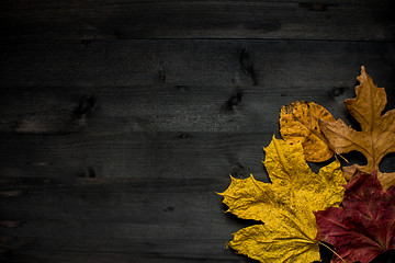 Image showing Wood autumn background